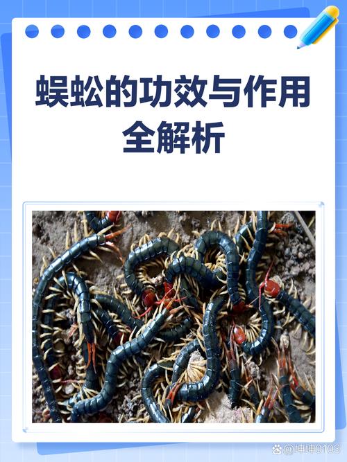 小蛇斗蜈蚣内置功能菜单永久免更新