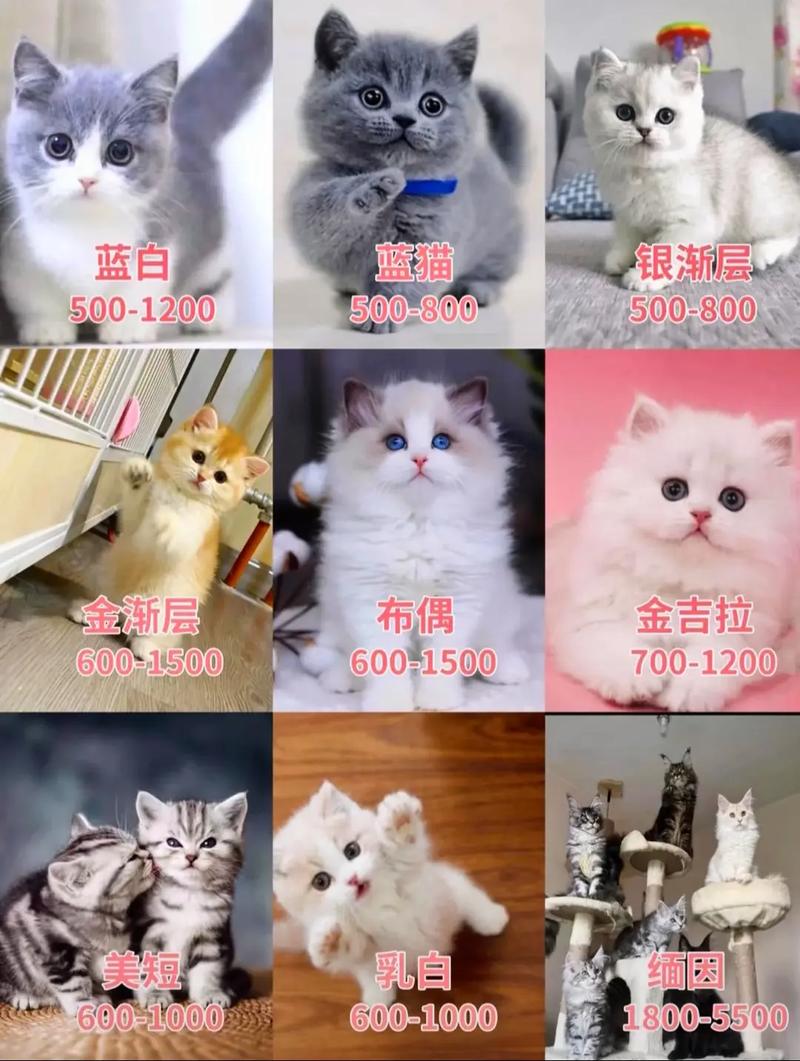 猫咪vip112无广