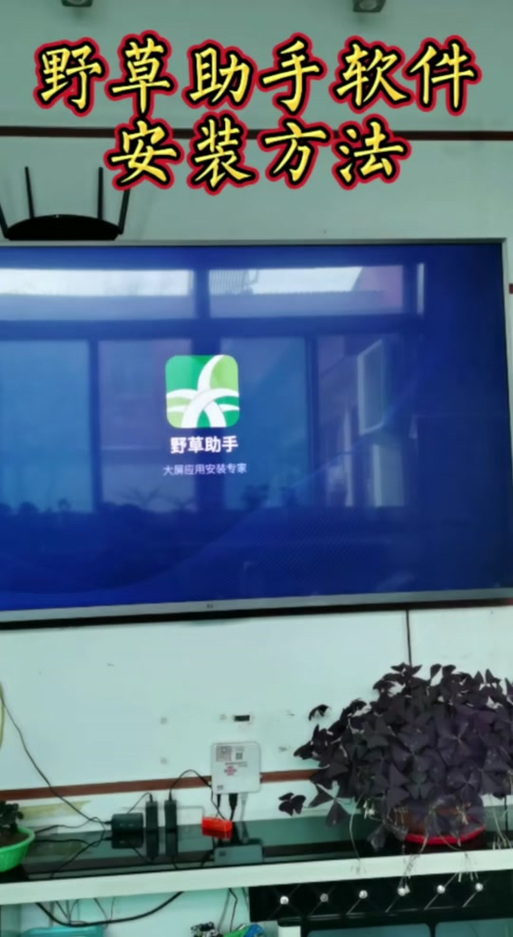 小米电视野草助