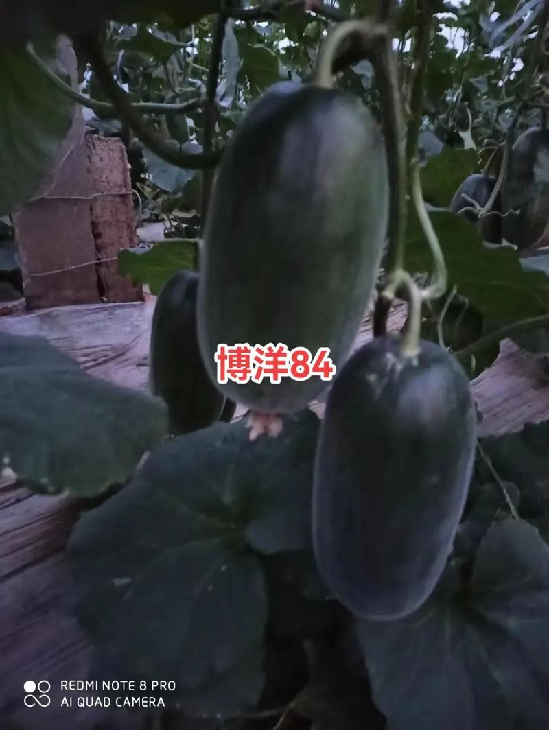甜瓜老版本20黑色免费最新版