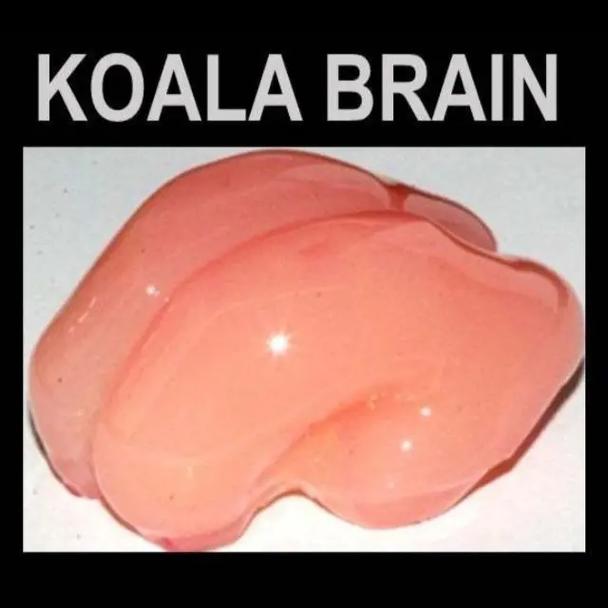 koala s