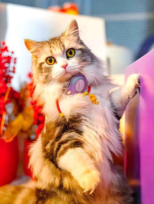 红猫大本营入口