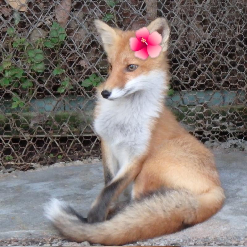 花狐狸直播