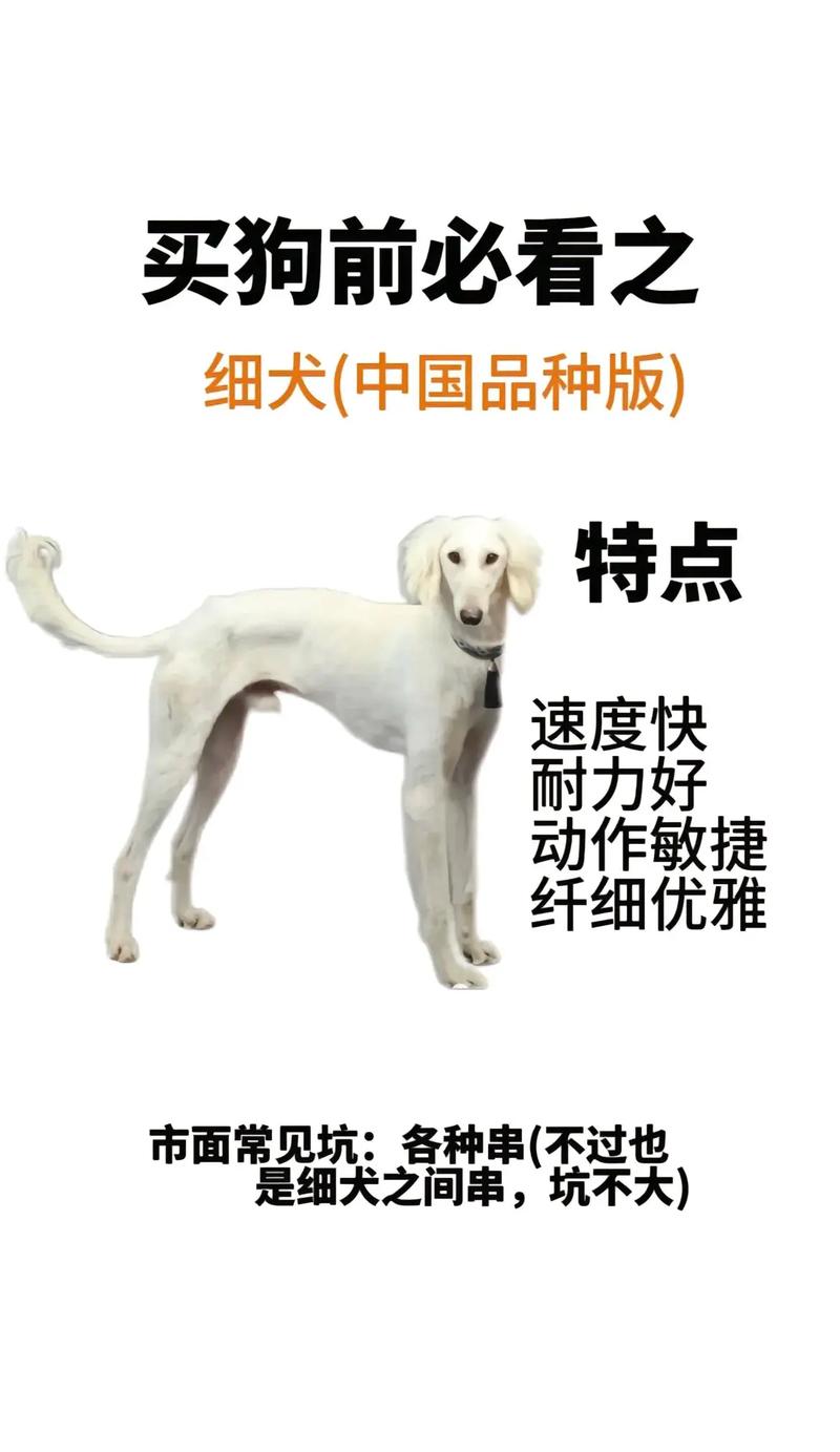 细狗视频免费版网页版怎么打开测试版无付费版