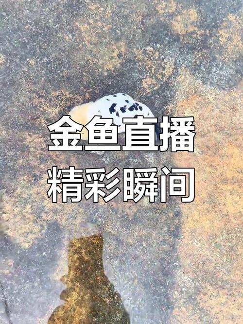 金鱼秀直播平台下载