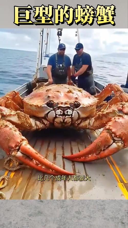 最强大螃蟹内置手机在线观看