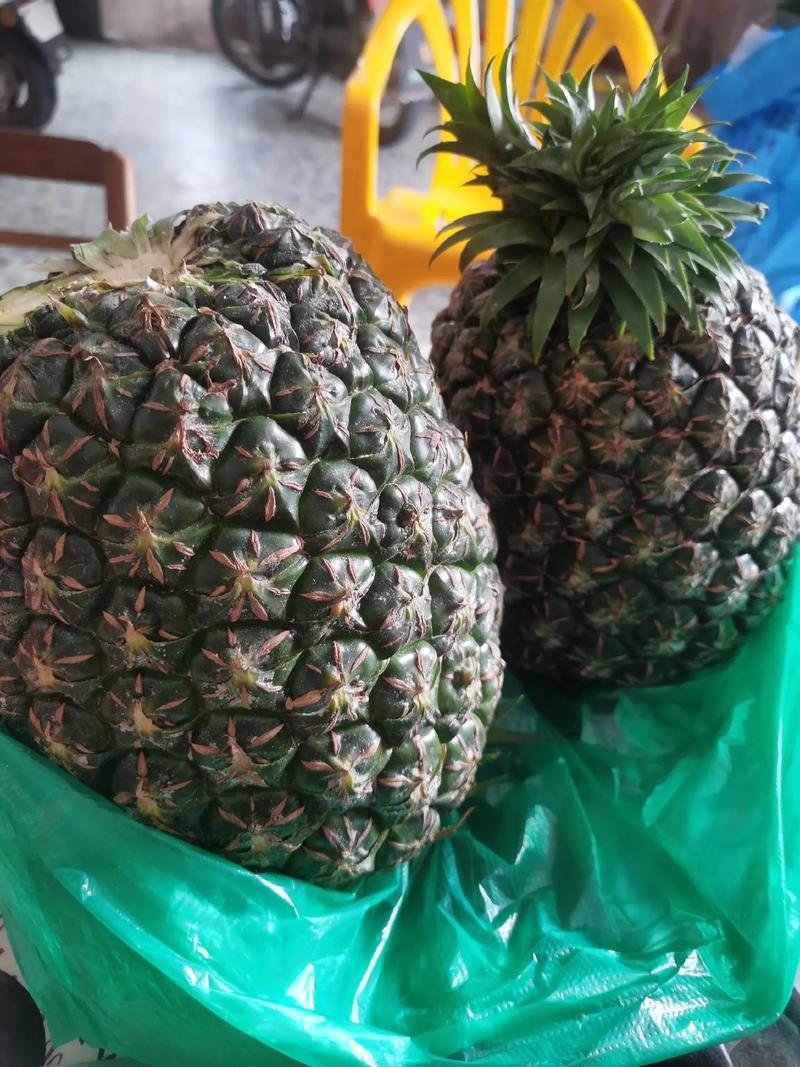 福建大菠萝免费观看