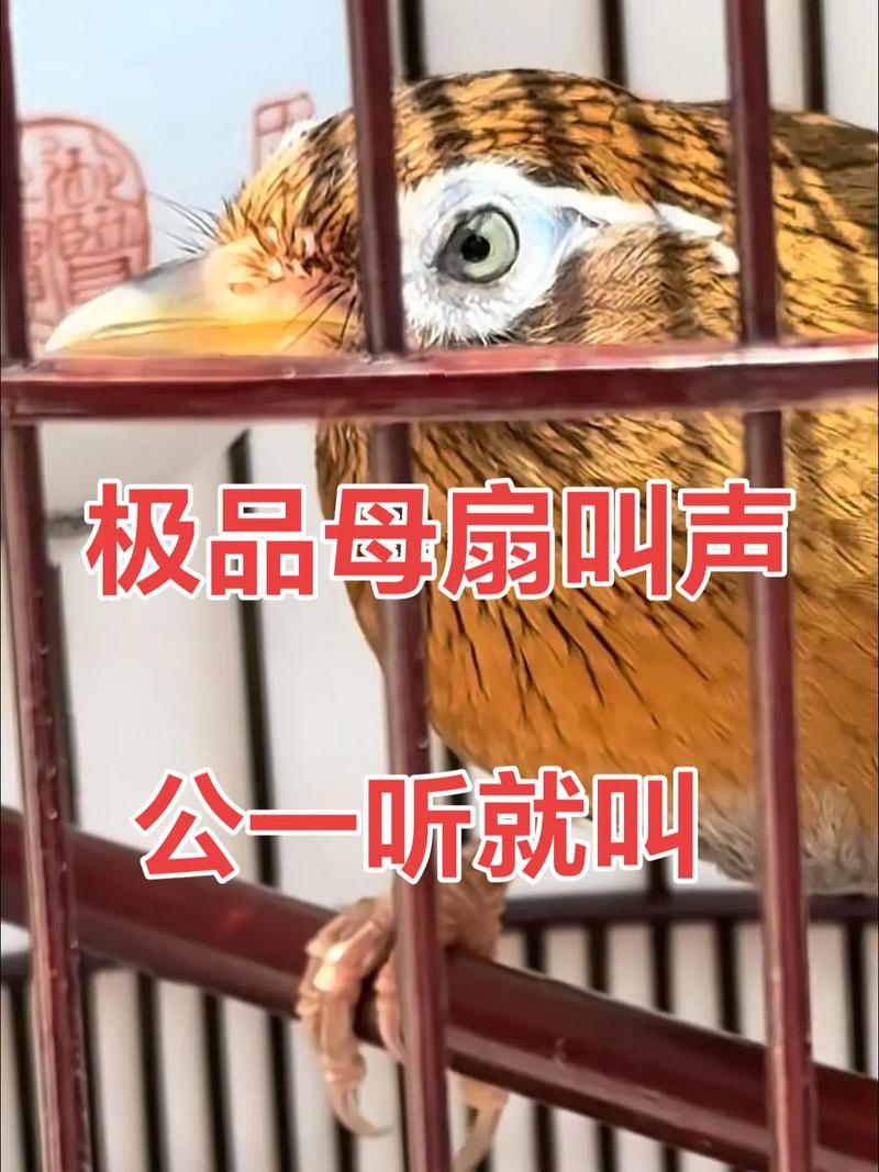 画眉母鸟叫声