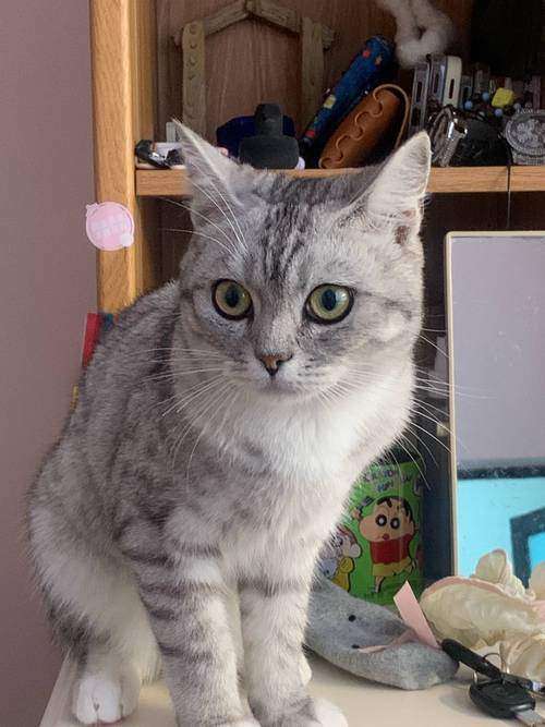 新版猫咪下载直装
