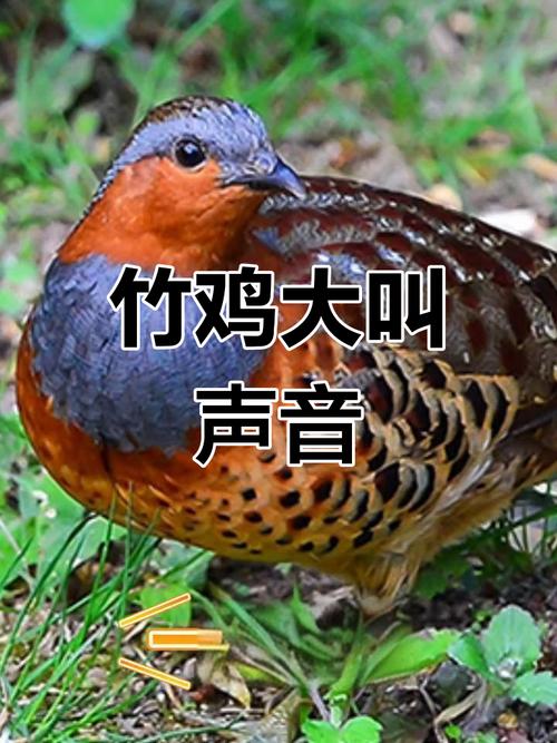 公竹鸡叫声mp3