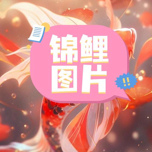 锦鲤视频app地址