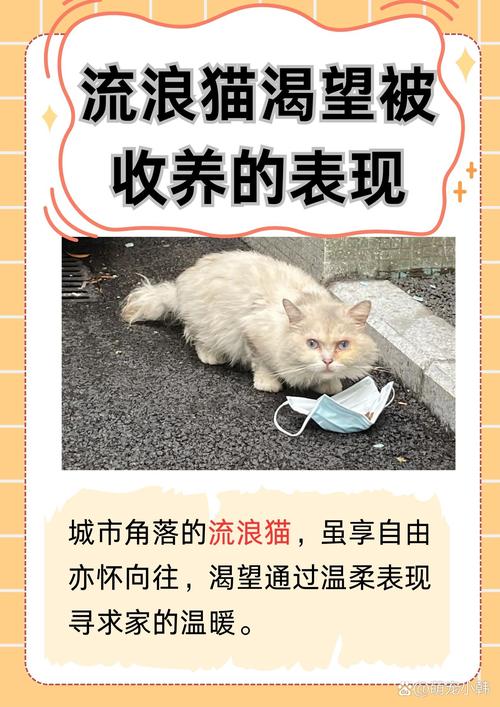 流浪喵最新安卓