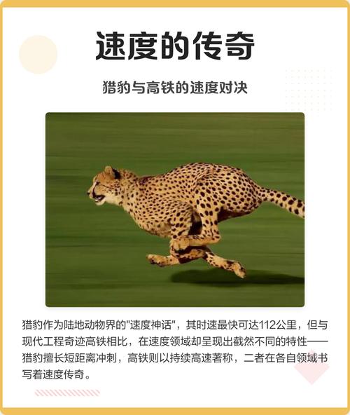 猎豹加速202