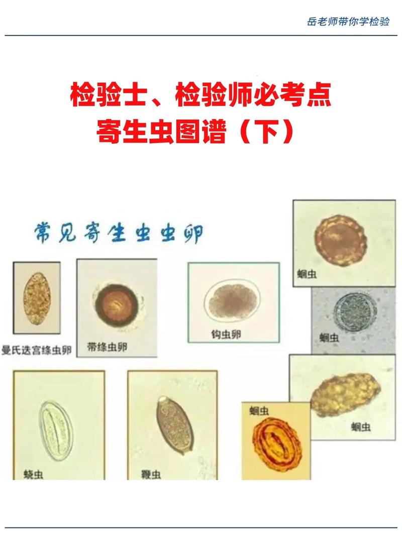 体内寄生虫2版