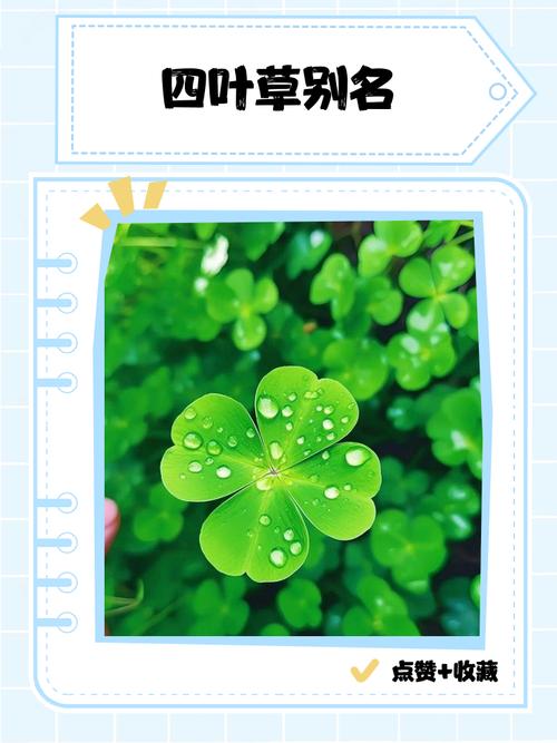 四叶草完整版中