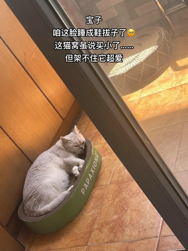 我是鞋拔子猫趴安卓下载真人版