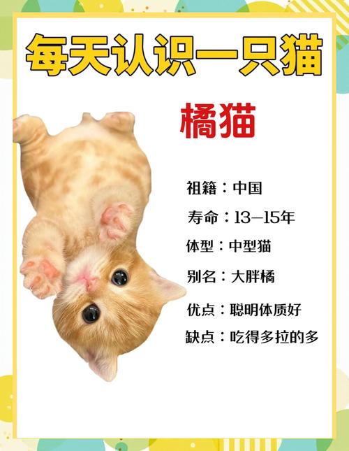 cats官网橙安装到手机