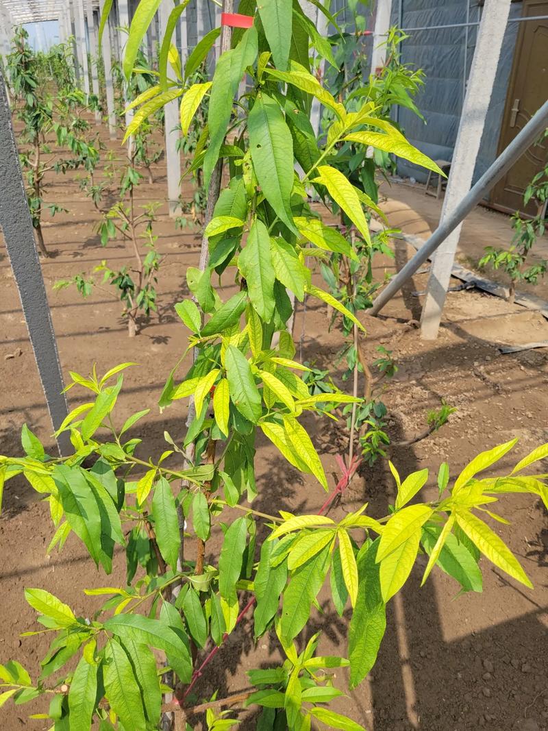 两年半免费黄化