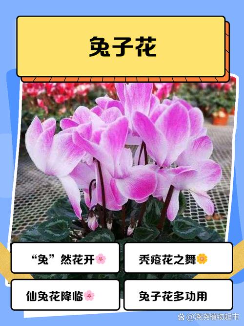 白兔花借钱链接
