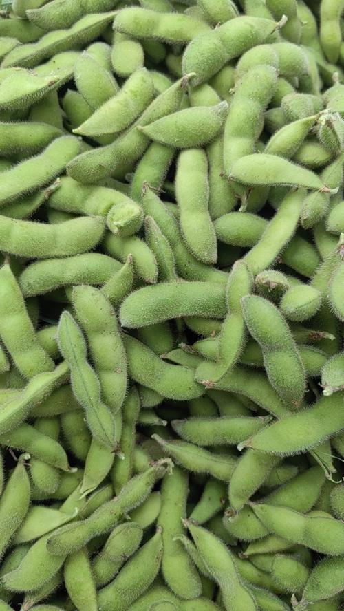 毛豆直装永久免
