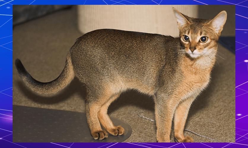 诱捕猫18埃及猫