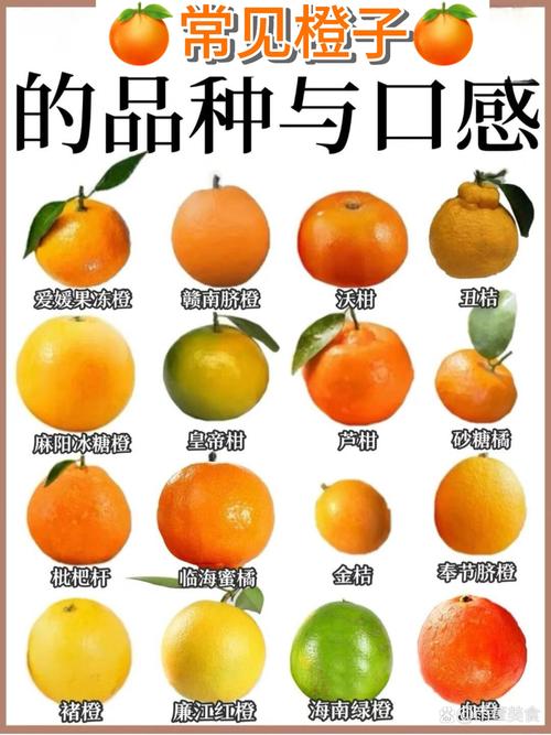 橘子30更新名