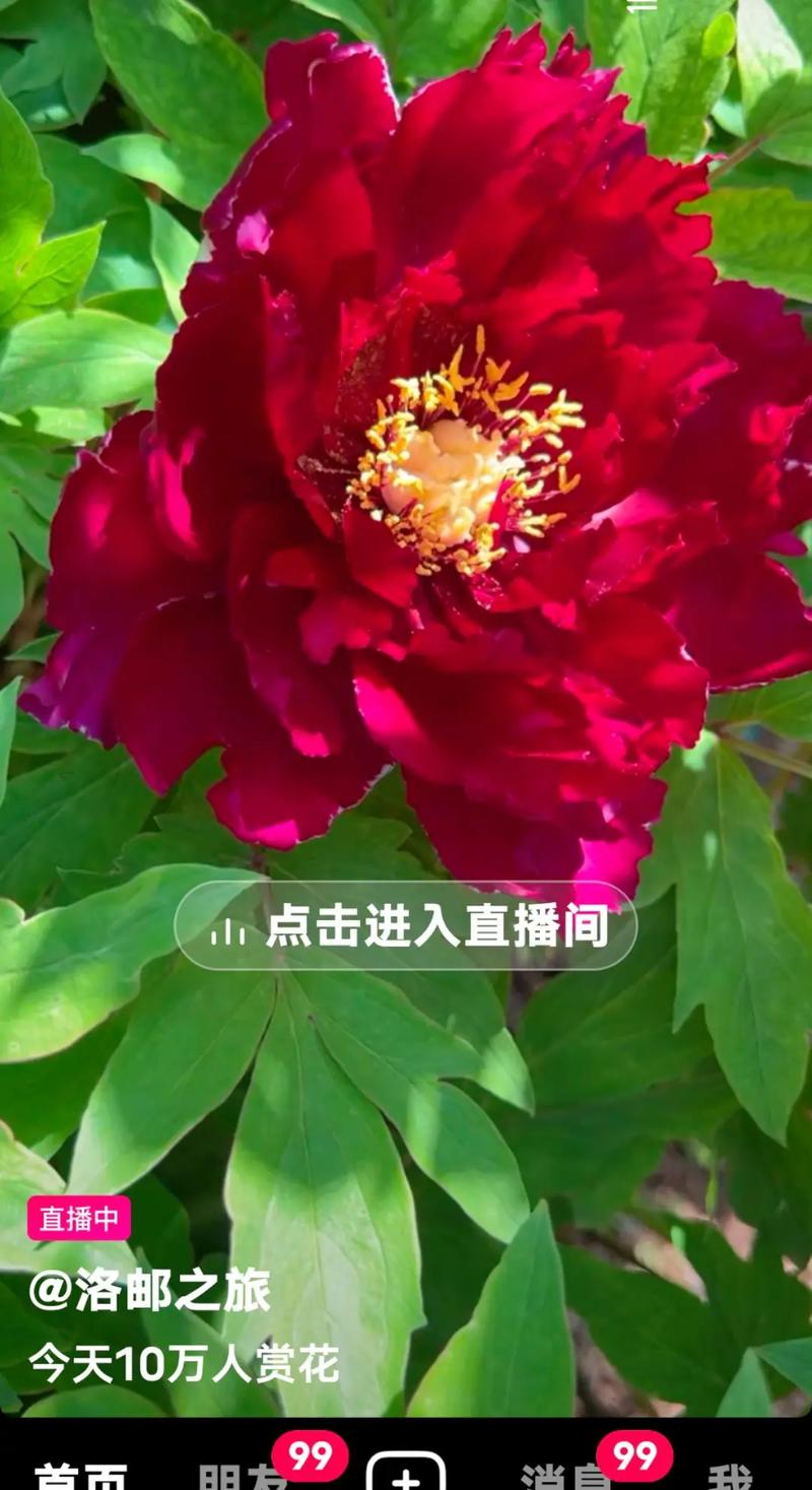 牡丹直播免费直