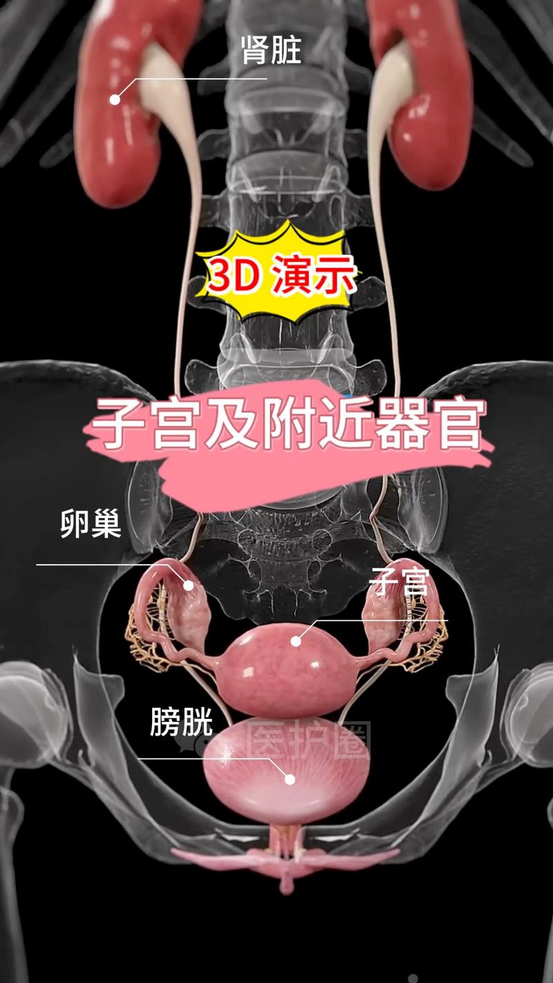3D少女子宫游