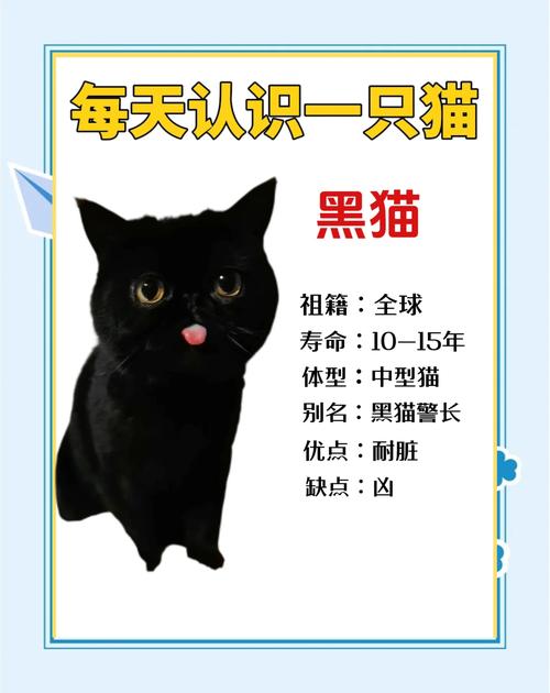 黑猫快递免费版