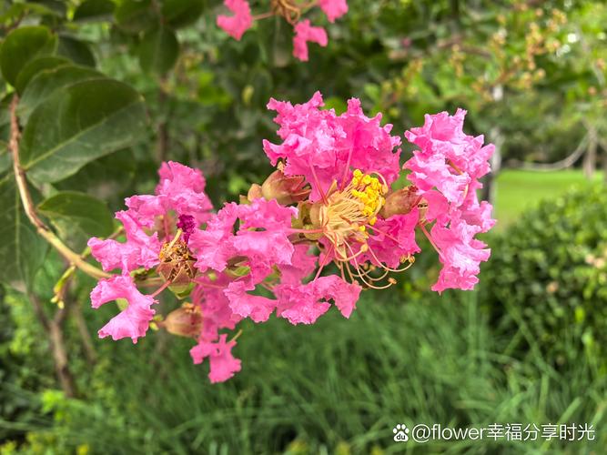 委员长竟写紫薇