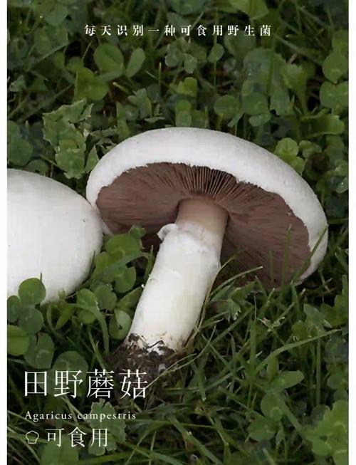 蘑菇apk