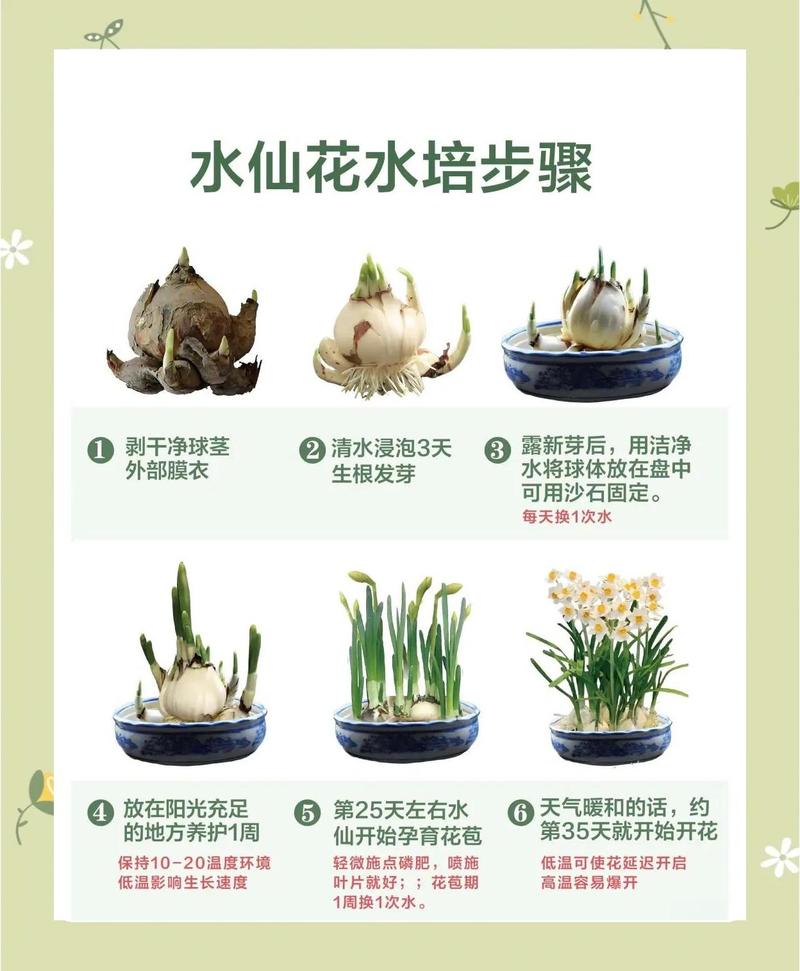 洋水仙怎么种
