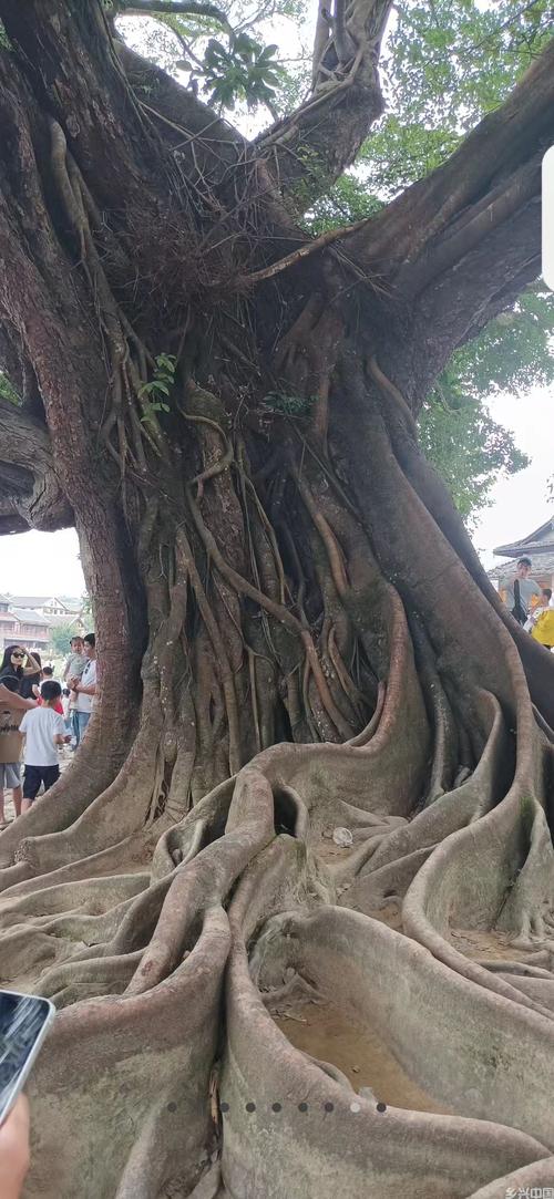 榕树音乐网